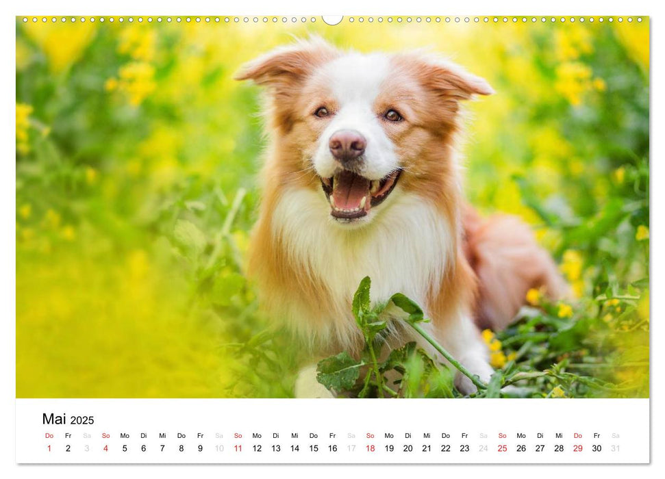 Border Collies 2025 (CALVENDO Premium Wandkalender 2025)