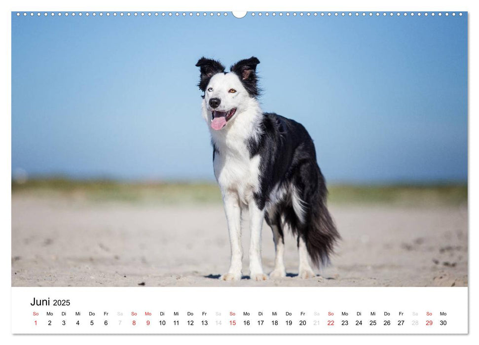 Border Collies 2025 (CALVENDO Premium Wandkalender 2025)