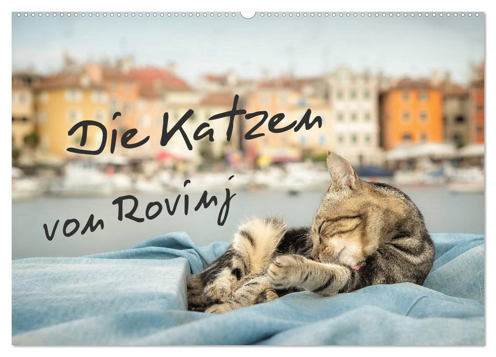Die Katzen von Rovinj (CALVENDO Wandkalender 2025)