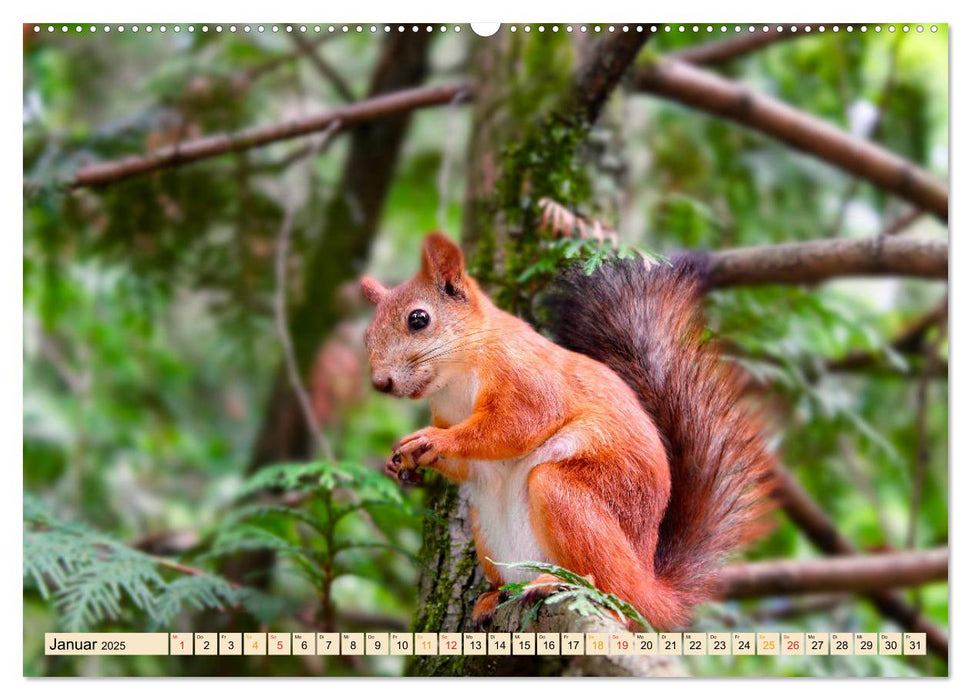 Eichhörnchen - immer wieder süß (CALVENDO Premium Wandkalender 2025)