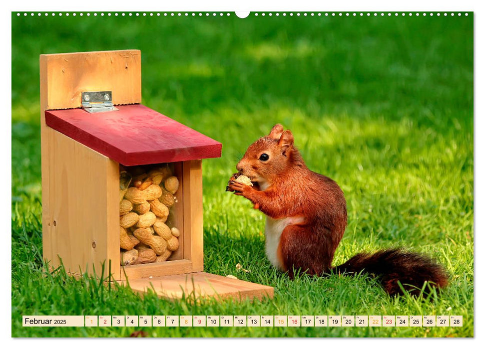 Eichhörnchen - immer wieder süß (CALVENDO Premium Wandkalender 2025)