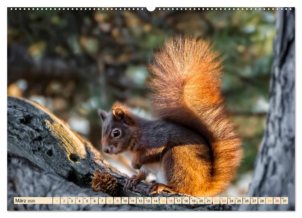 Eichhörnchen - immer wieder süß (CALVENDO Premium Wandkalender 2025)