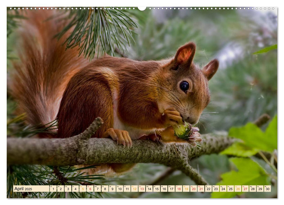 Eichhörnchen - immer wieder süß (CALVENDO Premium Wandkalender 2025)