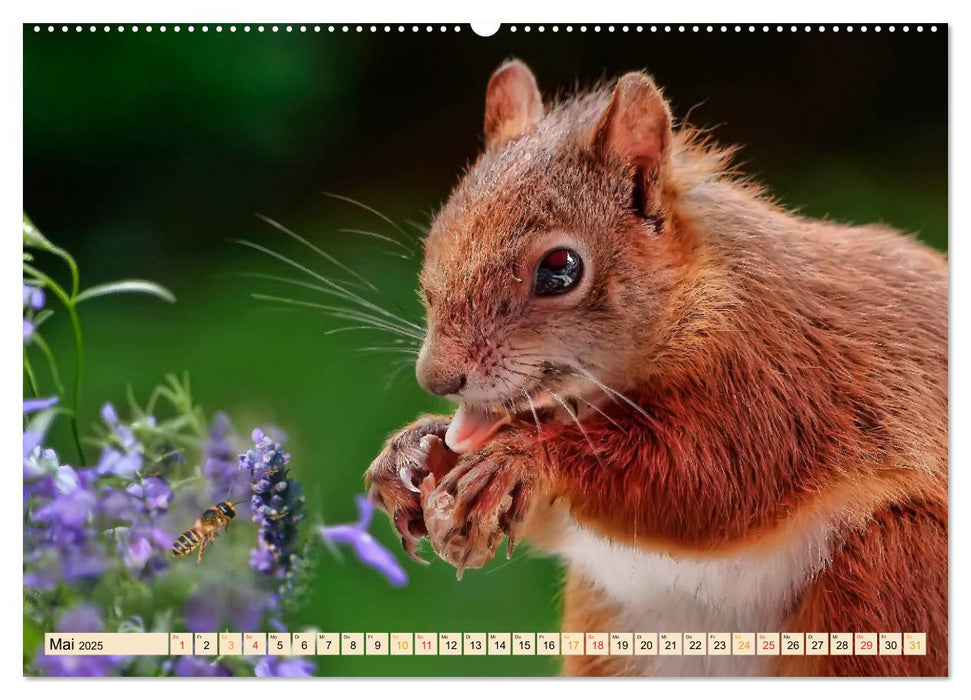 Eichhörnchen - immer wieder süß (CALVENDO Premium Wandkalender 2025)