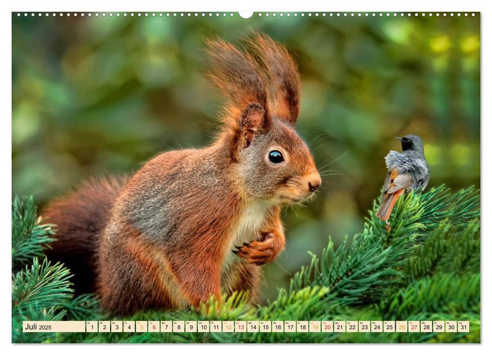 Eichhörnchen - immer wieder süß (CALVENDO Premium Wandkalender 2025)