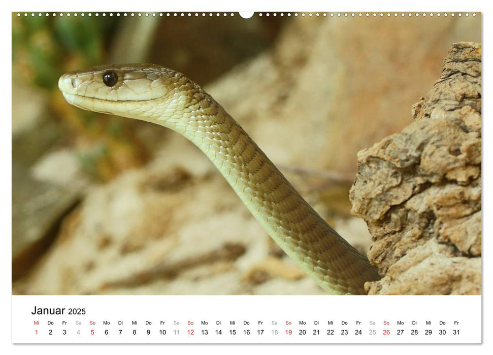 Reptilien urzeitliche Artgenossen (CALVENDO Premium Wandkalender 2025)