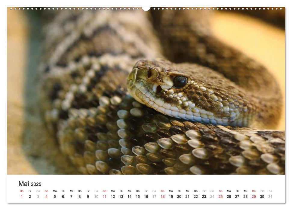 Reptilien urzeitliche Artgenossen (CALVENDO Premium Wandkalender 2025)