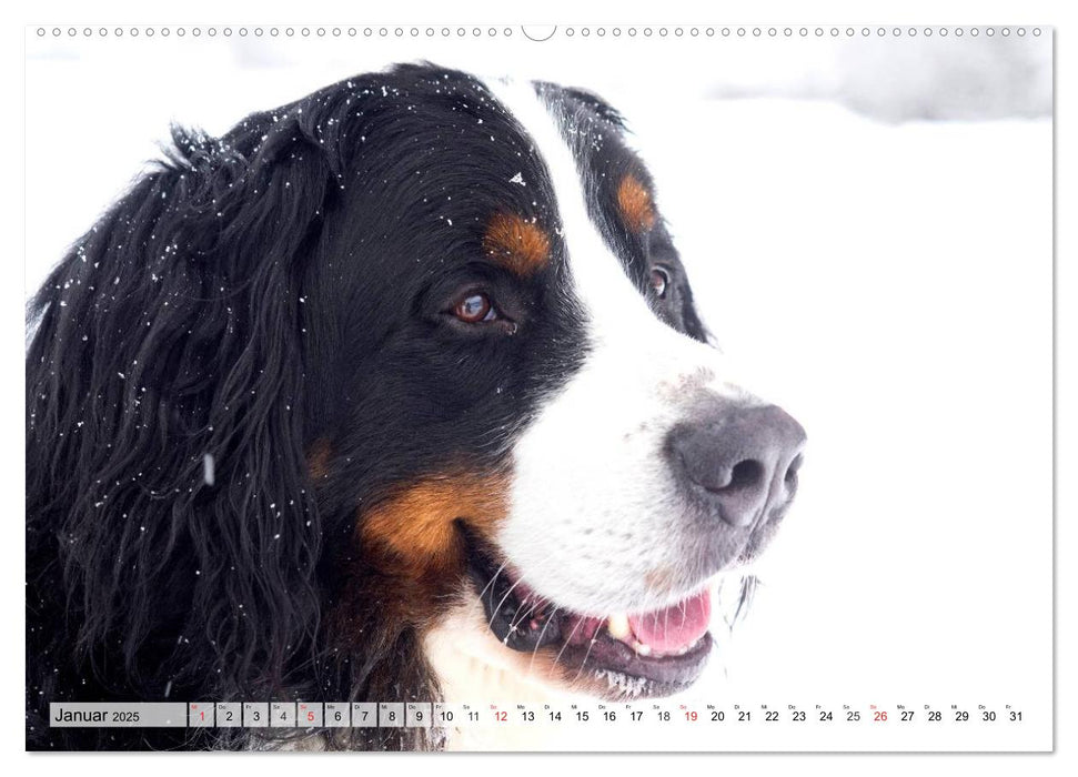 Ein Jahr mit BÄR. Begleiten Sie Bär, den Berner Sennenhund, durch die Jahreszeiten. (CALVENDO Wandkalender 2025)