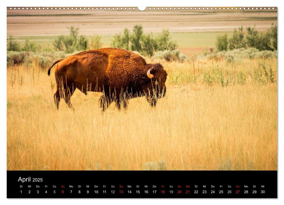 Bisons, Wüsten und Geysire. Der amerikanische Westen (CALVENDO Premium Wandkalender 2025)