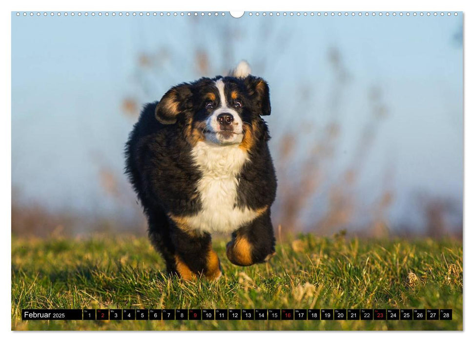 Berner Sennenhunde in Action (CALVENDO Premium Wandkalender 2025)