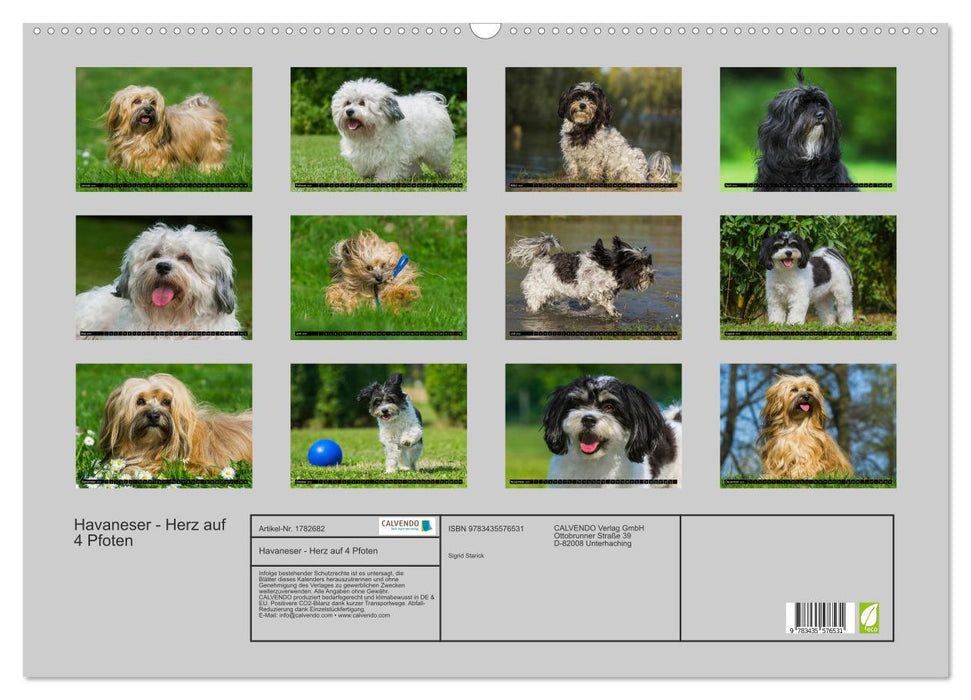 Havaneser - Herz auf 4 Pfoten (CALVENDO Wandkalender 2025)