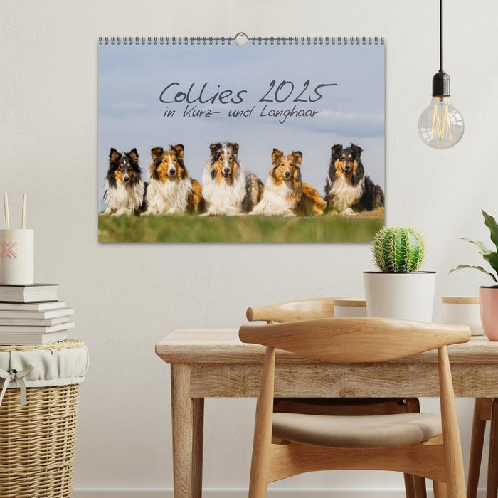 Collies 2025 in Kurz- und Langhaar (CALVENDO Wandkalender 2025)