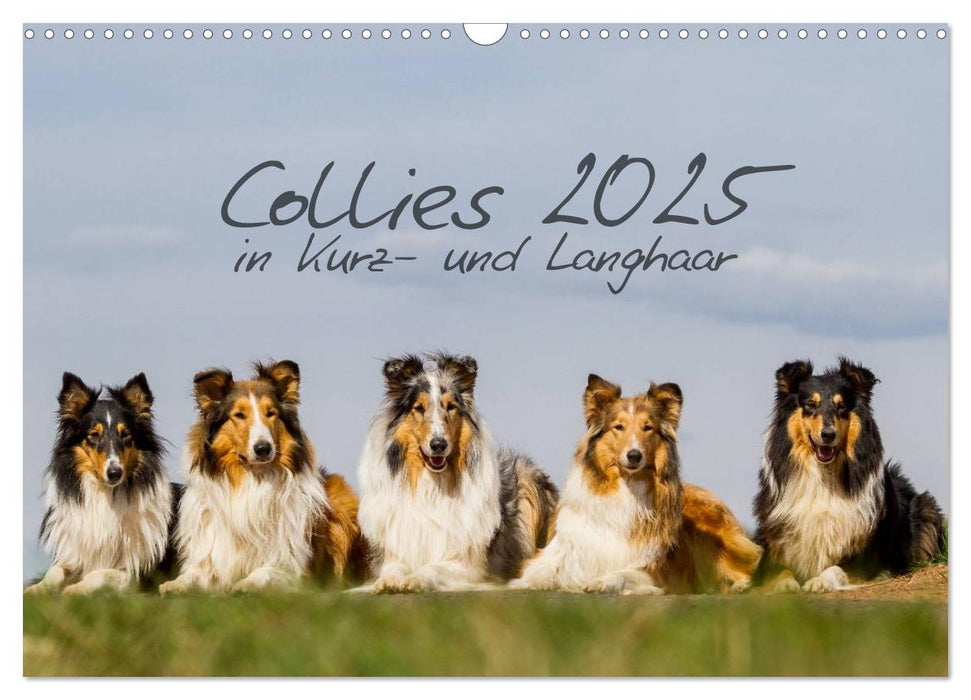 Collies 2025 in Kurz- und Langhaar (CALVENDO Wandkalender 2025)