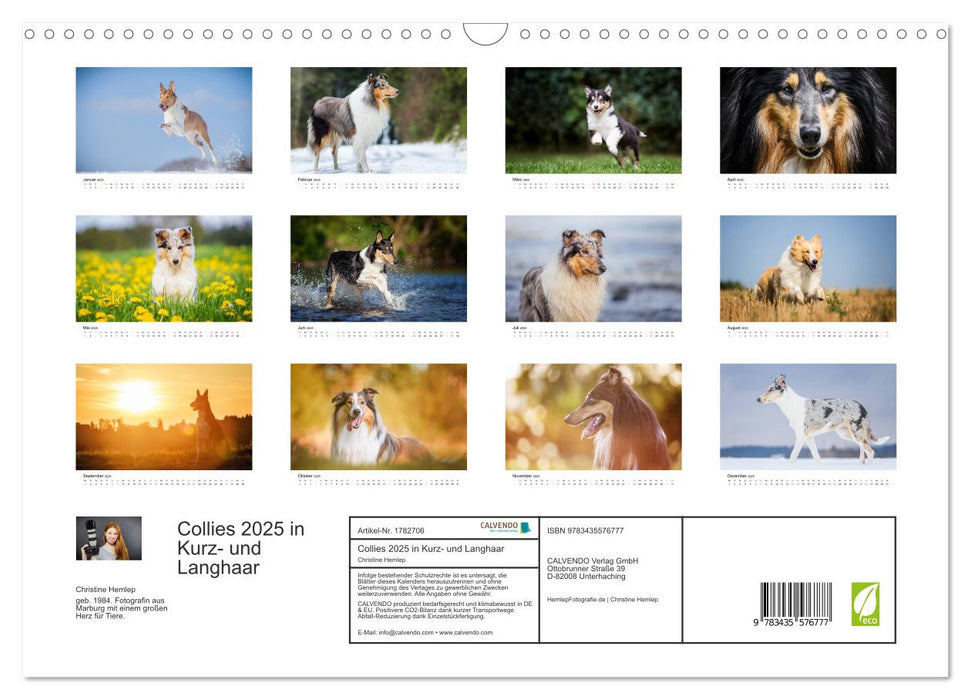 Collies 2025 in Kurz- und Langhaar (CALVENDO Wandkalender 2025)