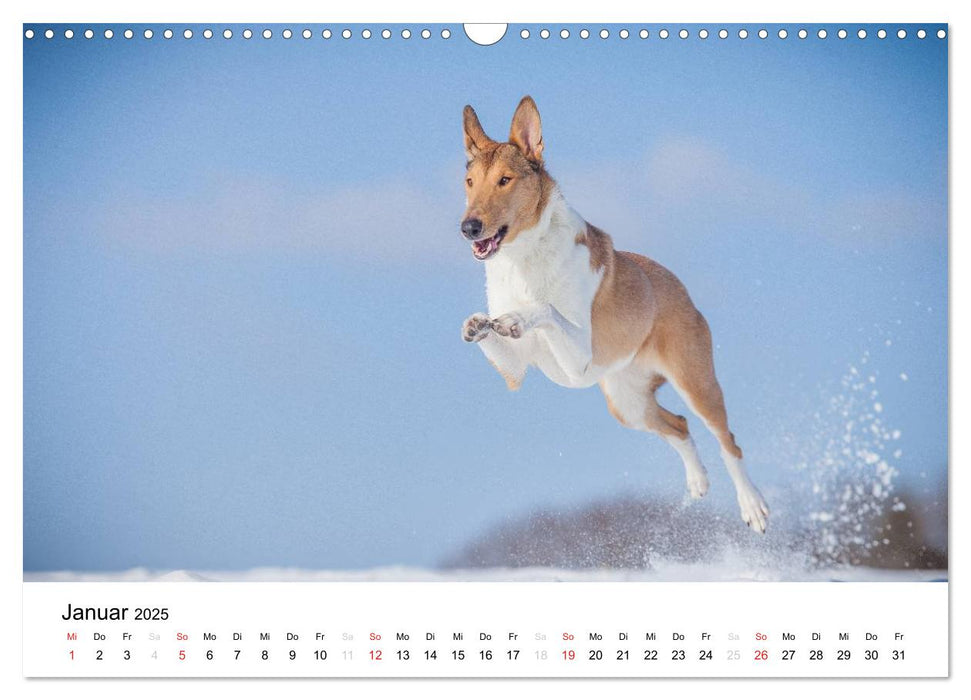 Collies 2025 in Kurz- und Langhaar (CALVENDO Wandkalender 2025)