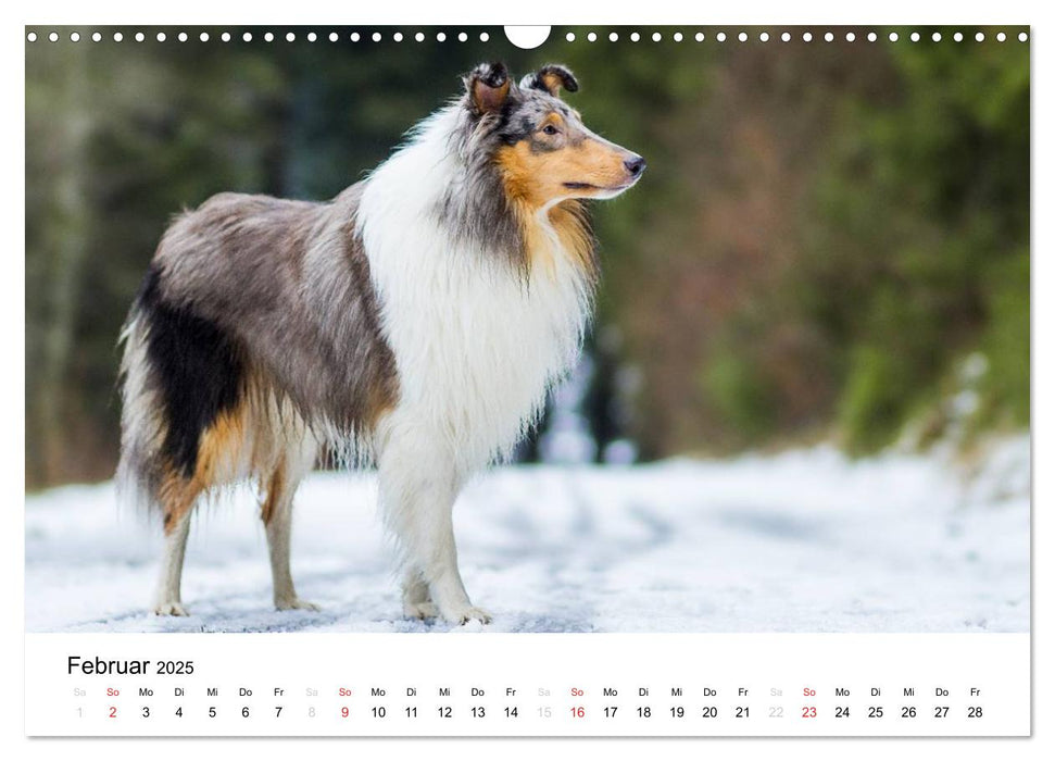 Collies 2025 in Kurz- und Langhaar (CALVENDO Wandkalender 2025)