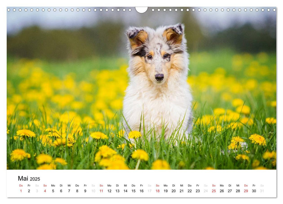 Collies 2025 in Kurz- und Langhaar (CALVENDO Wandkalender 2025)