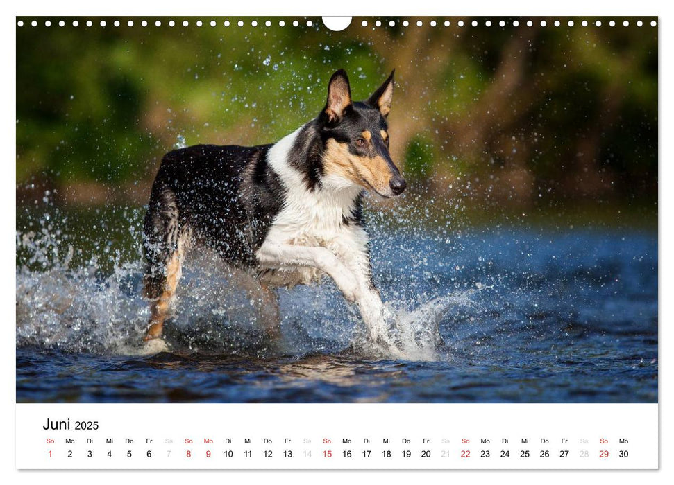 Collies 2025 in Kurz- und Langhaar (CALVENDO Wandkalender 2025)