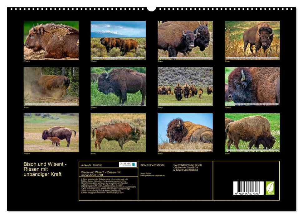 Bison und Wisent - Riesen mit unbändiger Kraft (CALVENDO Premium Wandkalender 2025)