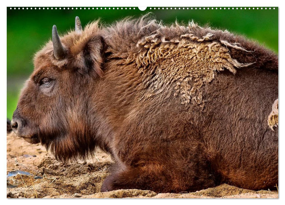 Bison und Wisent - Riesen mit unbändiger Kraft (CALVENDO Premium Wandkalender 2025)