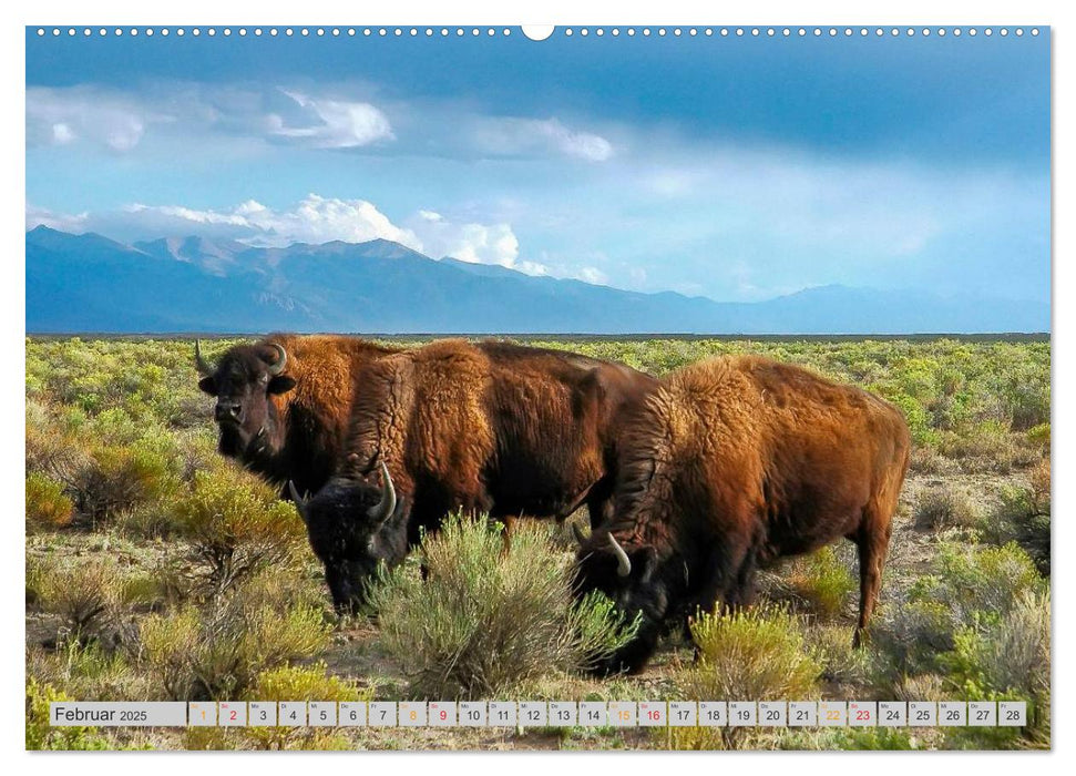 Bison und Wisent - Riesen mit unbändiger Kraft (CALVENDO Premium Wandkalender 2025)