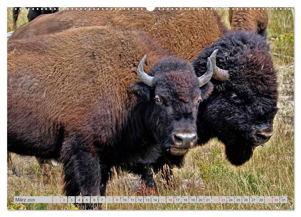 Bison und Wisent - Riesen mit unbändiger Kraft (CALVENDO Premium Wandkalender 2025)