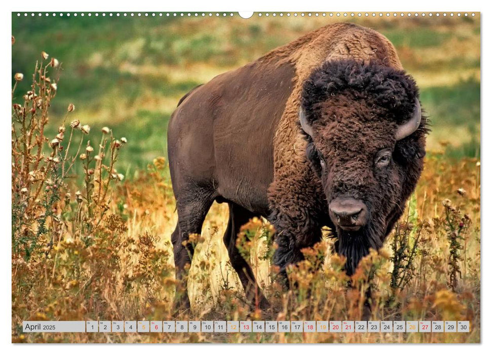 Bison und Wisent - Riesen mit unbändiger Kraft (CALVENDO Premium Wandkalender 2025)