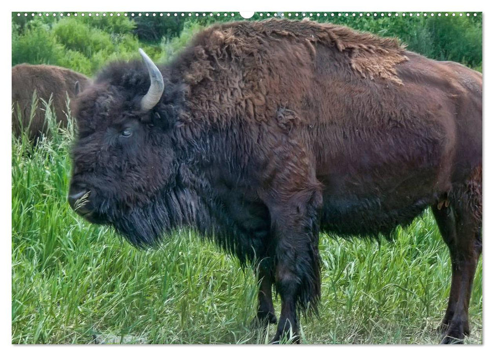 Bison und Wisent - Riesen mit unbändiger Kraft (CALVENDO Premium Wandkalender 2025)