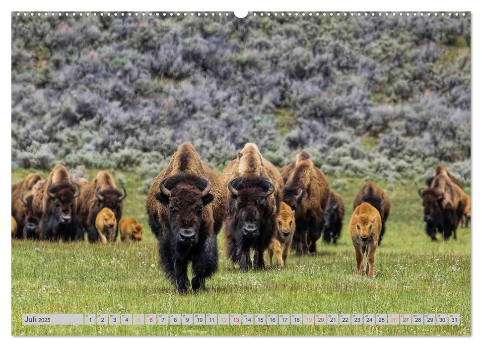 Bison und Wisent - Riesen mit unbändiger Kraft (CALVENDO Premium Wandkalender 2025)