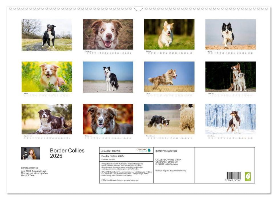 Border Collies 2025 (CALVENDO Wandkalender 2025)