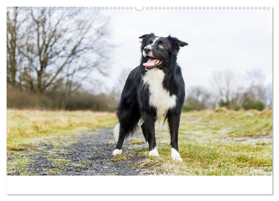 Border Collies 2025 (CALVENDO Wandkalender 2025)