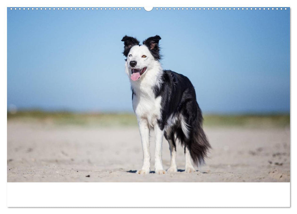 Border Collies 2025 (CALVENDO Wandkalender 2025)