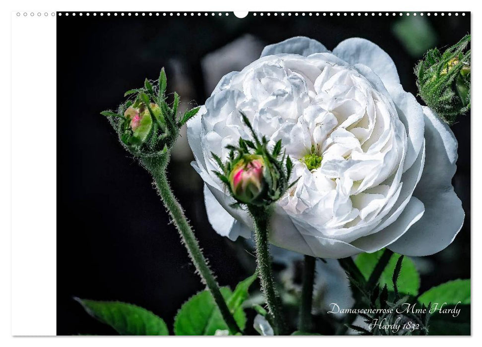 Kurfürstliche Rosen Eltville am Rhein (CALVENDO Wandkalender 2025)