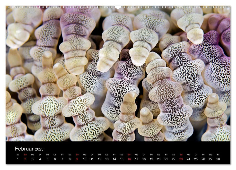 Reef Art - Kunst im Riff (CALVENDO Premium Wandkalender 2025)