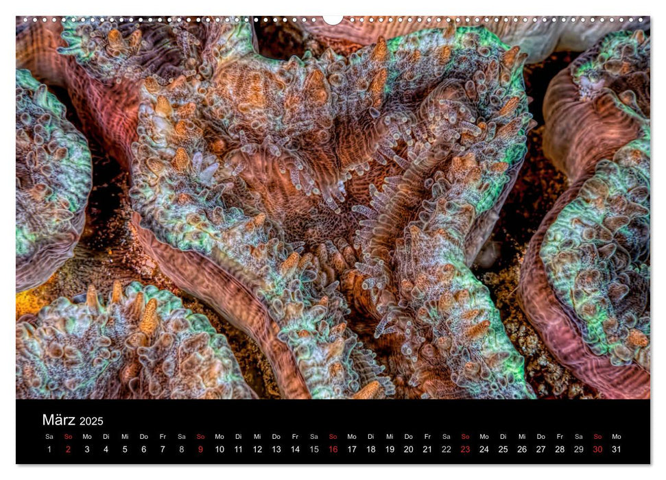 Reef Art - Kunst im Riff (CALVENDO Premium Wandkalender 2025)