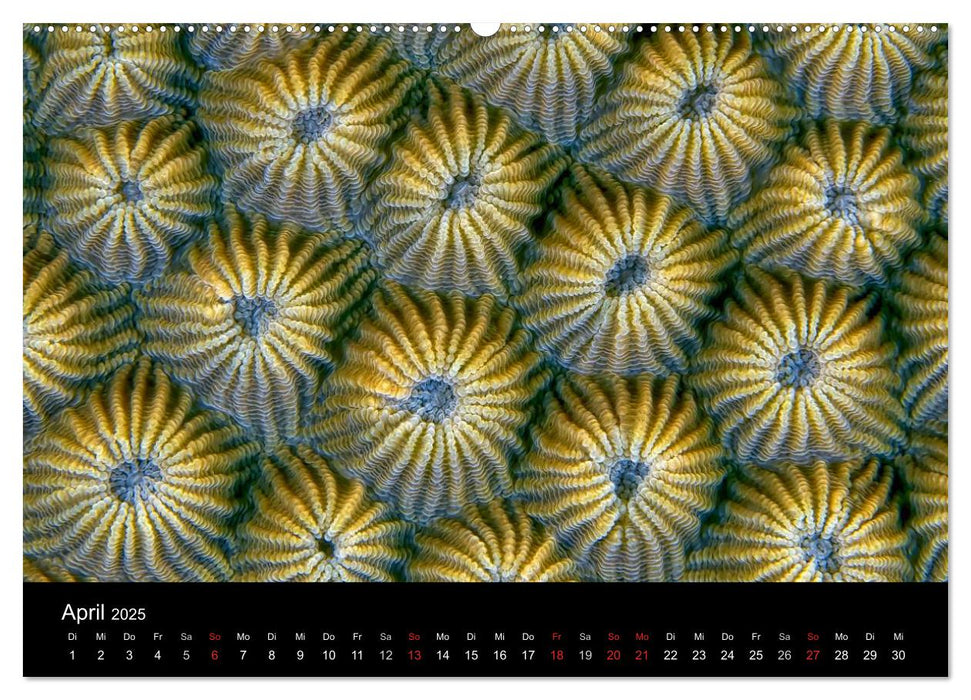 Reef Art - Kunst im Riff (CALVENDO Premium Wandkalender 2025)