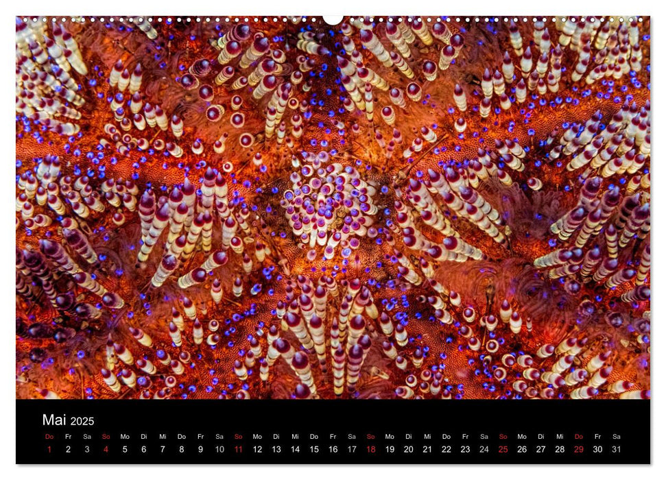 Reef Art - Kunst im Riff (CALVENDO Premium Wandkalender 2025)