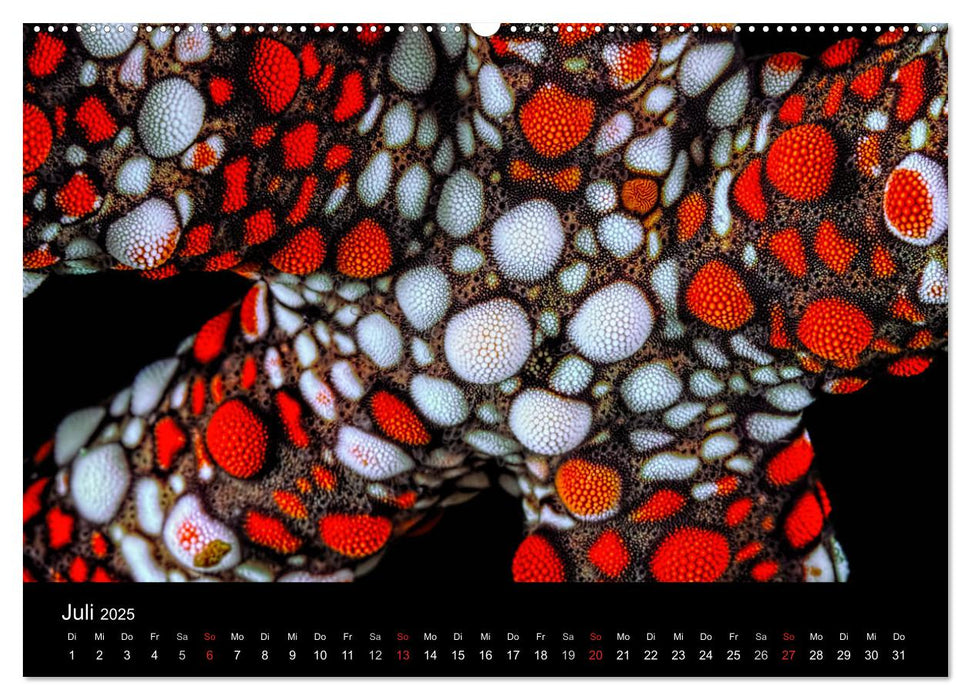 Reef Art - Kunst im Riff (CALVENDO Premium Wandkalender 2025)