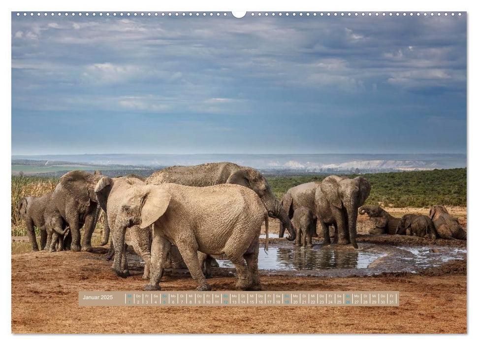 Afrikas Tierwelt - Wilde Elefanten (CALVENDO Wandkalender 2025)