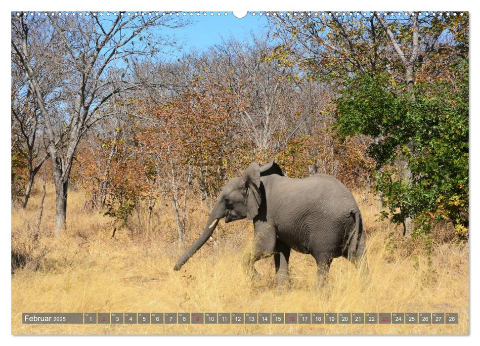 ELEFANTEN IN UNBERÜHRTER NATUR (CALVENDO Premium Wandkalender 2025)