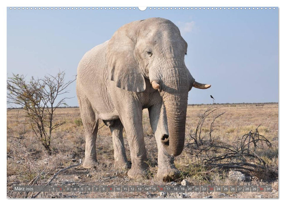 ELEFANTEN IN UNBERÜHRTER NATUR (CALVENDO Premium Wandkalender 2025)