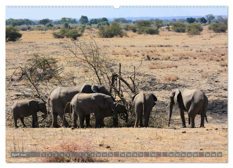 ELEFANTEN IN UNBERÜHRTER NATUR (CALVENDO Premium Wandkalender 2025)