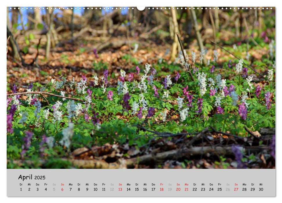 Sehnsucht Natur (CALVENDO Premium Wandkalender 2025)