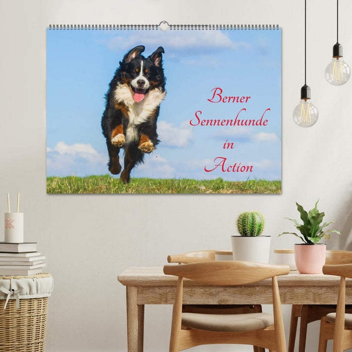 Berner Sennenhunde in Action (CALVENDO Wandkalender 2025)