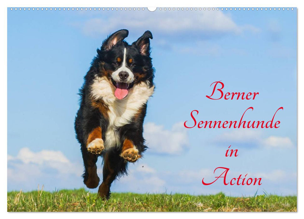 Berner Sennenhunde in Action (CALVENDO Wandkalender 2025)