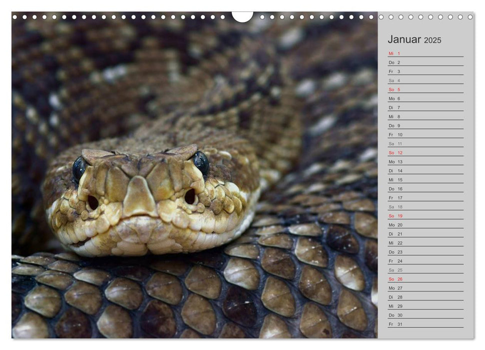 Schlangen und Co. - Faszination pur (CALVENDO Wandkalender 2025)