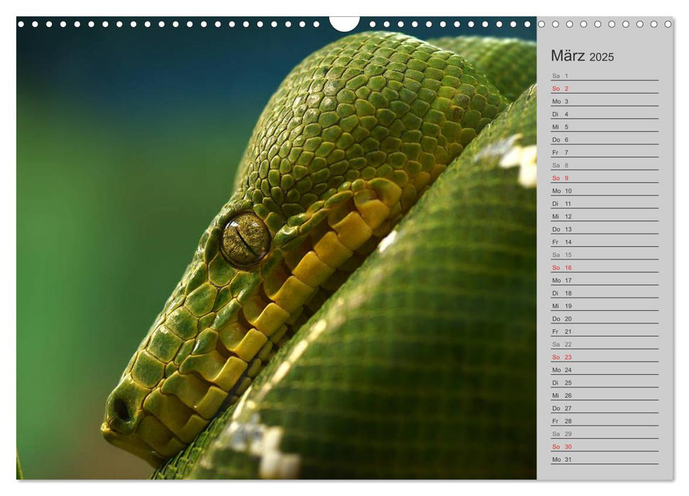 Schlangen und Co. - Faszination pur (CALVENDO Wandkalender 2025)