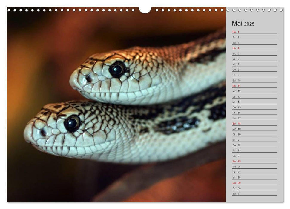 Schlangen und Co. - Faszination pur (CALVENDO Wandkalender 2025)