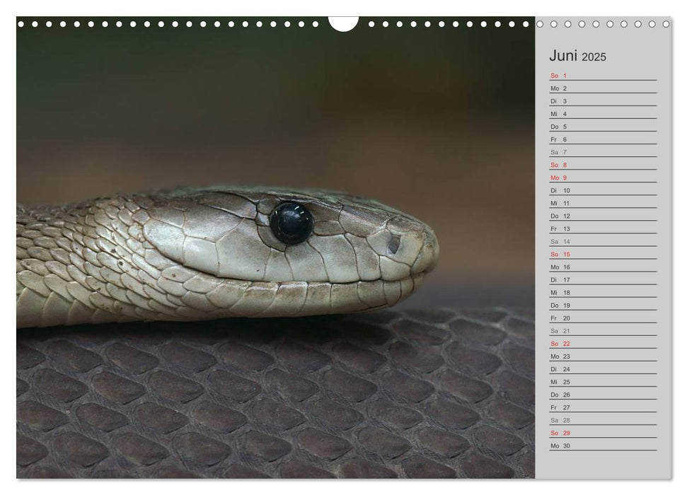 Schlangen und Co. - Faszination pur (CALVENDO Wandkalender 2025)