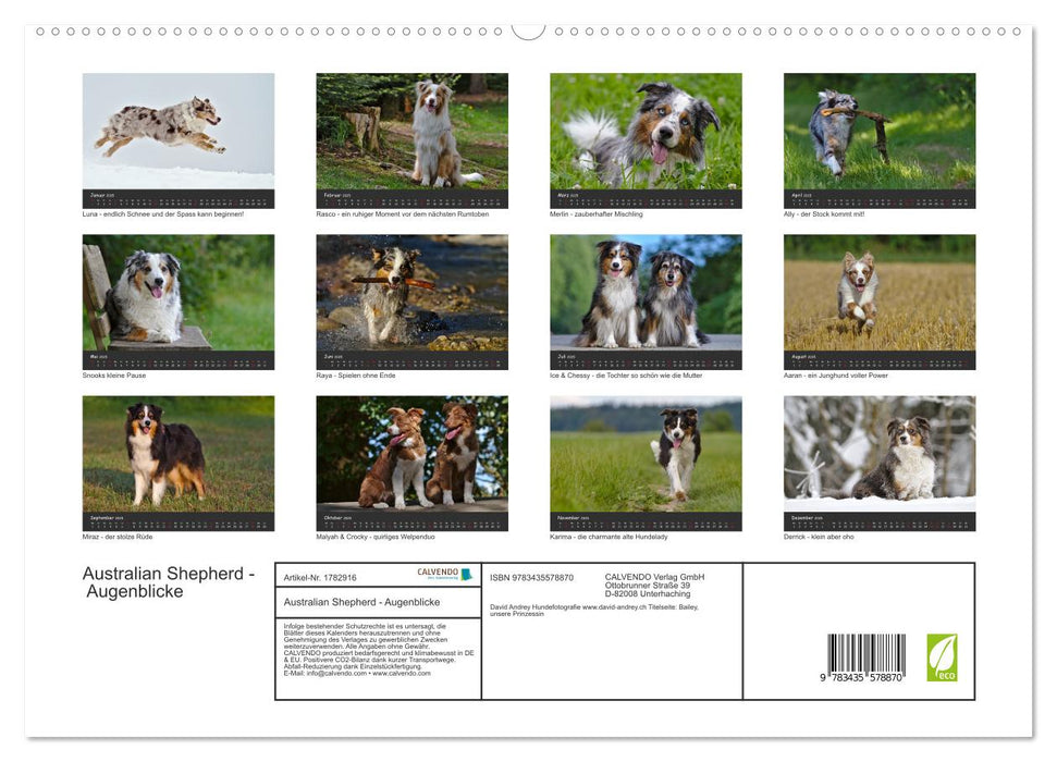 Australian Shepherd - Augenblicke (CALVENDO Premium Wandkalender 2025)